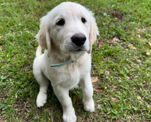 baby-Blue